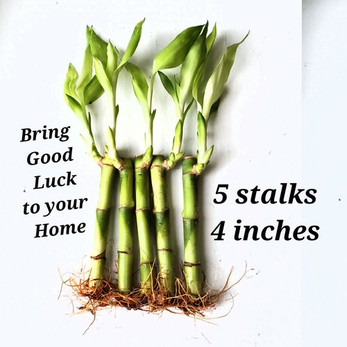 Lucky bamboo plants - 5,