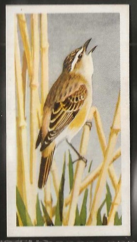 Brooke bond bird - bond, (tea)-bird