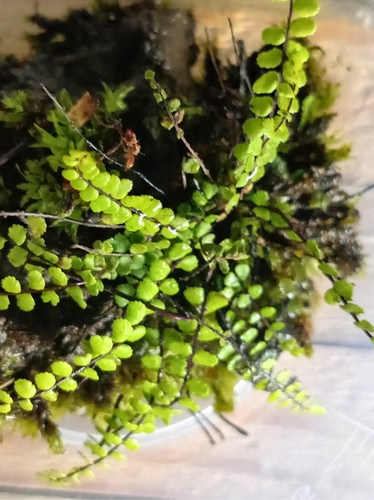 Maidenhair fern live - fern,