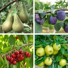 Suttons Potted Mini Fruit Tree Collection Ideal for Patios Pots Smaller Gardens