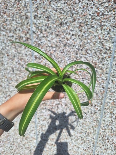 Curly spider plant bonnie - curly,