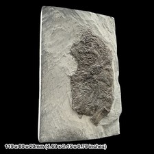 Pentacrinites Crinoid Fossil
