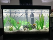 Whole Fish Tank Aquarium with 3 platy fish, fish food and accessories included