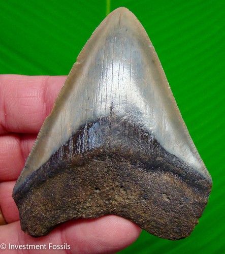 Megalodon shark tooth fossil - ,