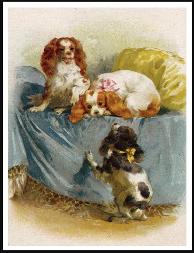 Cavalier king charles spaniel - charles,