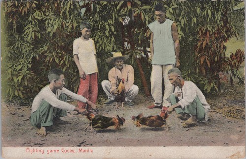Fighting game cocks - fighting,
