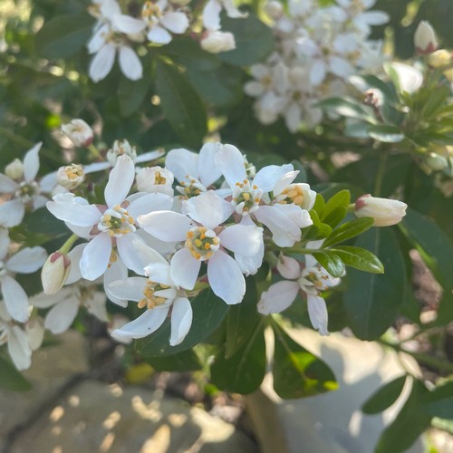 Large choisya ternata - cm,