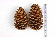 Great deal! 02 Jumbo pine cones 5 pieces ・With bonus /Only USA DDP shipping