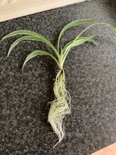 1  Large GREEN & WHITE SPIDER