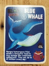 Bear Yoyo Cards - Animals  -