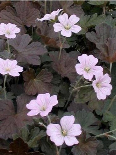 Hardy geranium plant - hardy, dusky