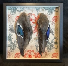 a pair of framed mallard wings