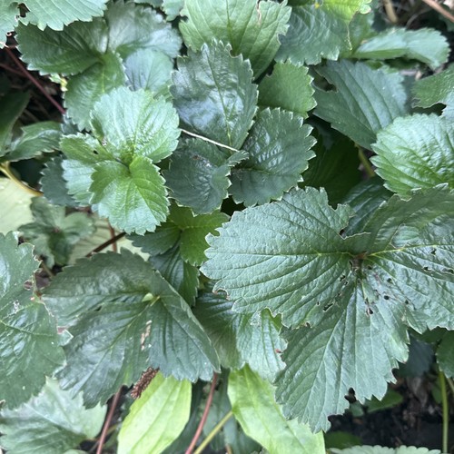 Strawberry plants pegasus - 10,