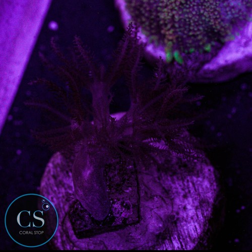 Rare ruby red pulsing xenia - rare,