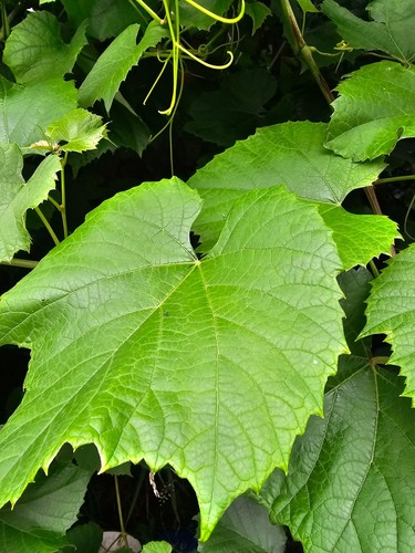 Grape vine leaves dolmades - vine,