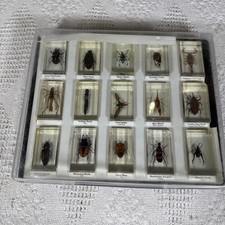 Real Insects in Resin x15 Collectable item