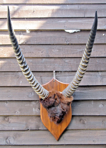 Large vintage taxidermy - ​large,