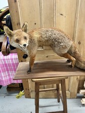 Vulpes Vulpes Taxidermy Fox