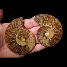 Ammonite Polished Pair