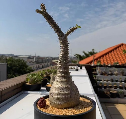 Pachypodium baronii