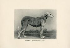 DEERHOUND NAMED DOG OLD ANTIQUE 1893 DOG PRINT