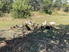 6+ barnyard mix duck hatching