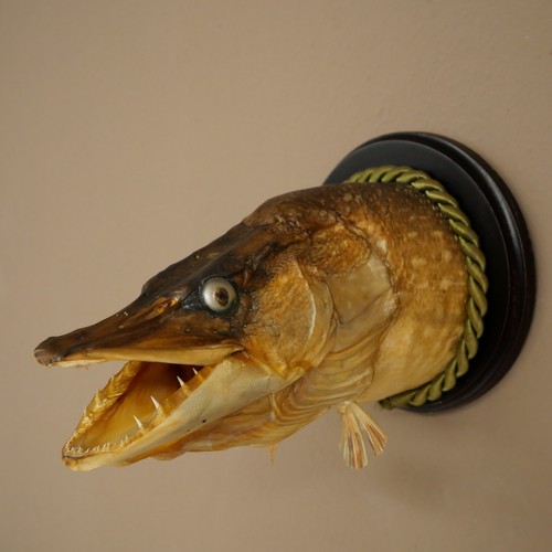Hechtkopf trophy fish mount - trophy,