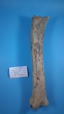 Red deer tibia - tibia, fossil
