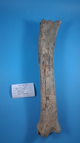 Red deer tibia fossil ice - red, age