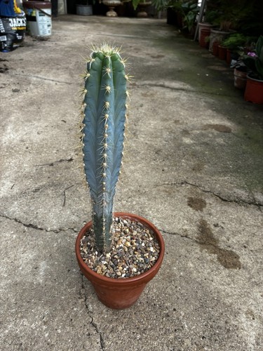 Large mature pilosocereus - large,