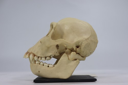 Vtg bone clones - vtg,