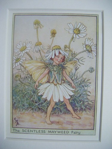 Vtg flower fairies print - fairies, &