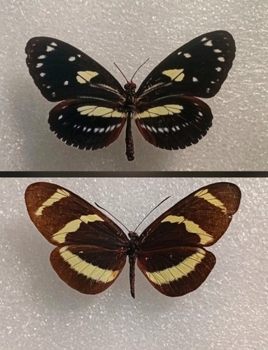 Heliconius longwing butterfly - heliconius,,