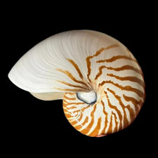 Real Tiger Chambered Nautilus