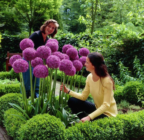 Seeds giant leek allium - seeds, (allium