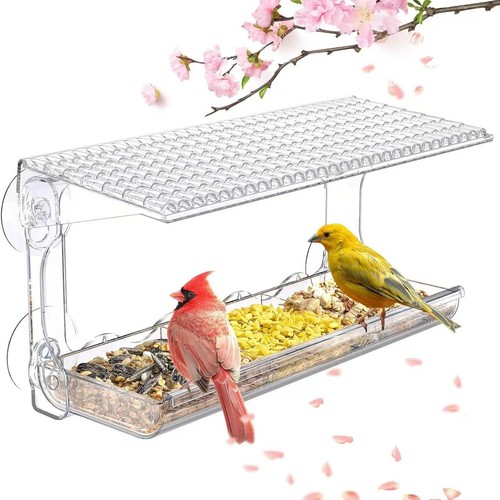Outside clear window bird - outside,