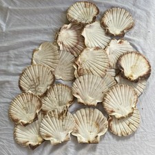 Scallop shells flat natural - 25,