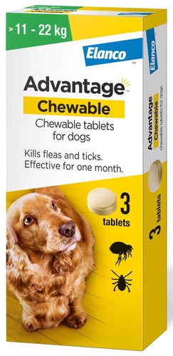 Dog flea and tick - and, treatment