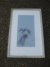 Scruffy Mutt by Nicky