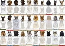 Dog or Cat Magnetic Shaped