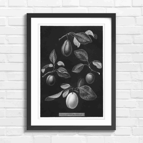 Botanical vintage plum fruit - vintage,