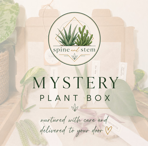 Mystery house plant box - mystery,