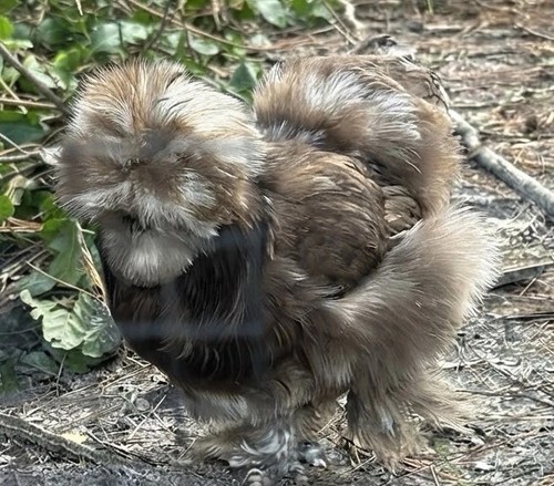 Silkie chicken hatching - 6+,