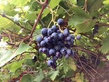 Grape Vine Seeds - 8 Purple desert grape - Plastic free packaging