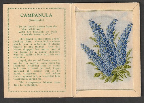 Kensitas tobacco silk - , flower