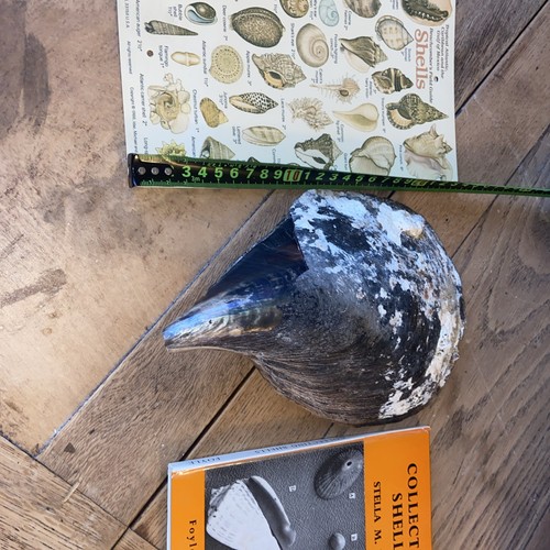 Giant pen sea shell society - sea,