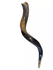 Shofar Yemenite Kudu Horn