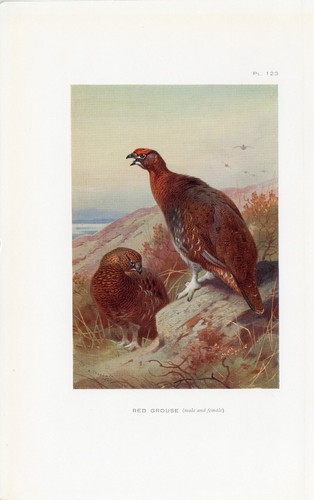 Red grouse old - grouse,