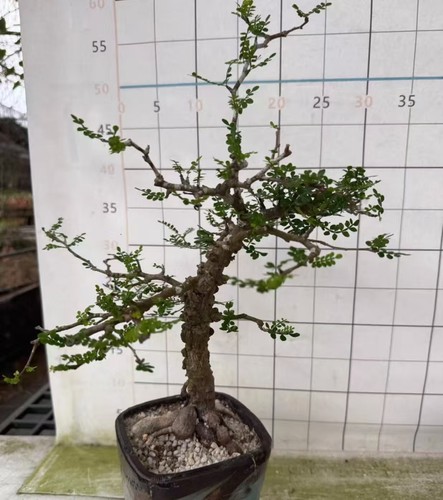 Operculicarya pachypus wysiwyg - operculicarya,
