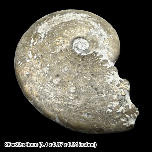 Polyplectus ammonite - polyplectus,